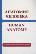 Анатомия человека. Human anatomy