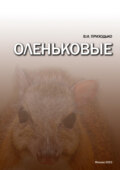 Оленьковые (Tragulidae)