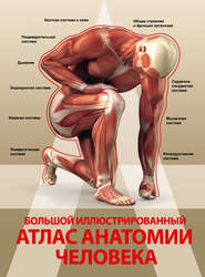 Большой иллюстрированный атлас анатомии человека