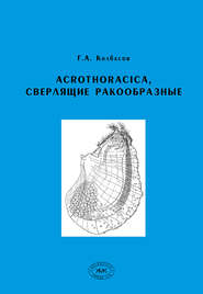 Acrothoracica, сверлящие ракообразные