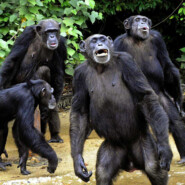 ДНК возрастом 2 000 000 лет | Шимпанзе лечат раны | Антропология и археология: Топ-10 открытий 202