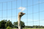 "Больше не экзотика": как живётся страусам в Латвии?