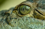 Рептилии: правда и мифы