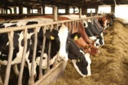 Хозяйство «Друвини» в Краславском крае: всё наше молоко остаётся в Латгалии