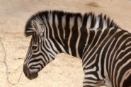 Почему в Рижском зоопарке изменили названия животных?