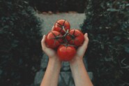 В погоне за урожаем: гном томатный и другие