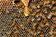 Как выбрать правильный мёд. Всё о пользе мёда и немного о жизни пчёл