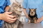 С 1 июля в Латвии вводится чипирование котов