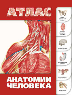 Атлас анатомии человека