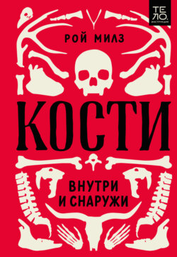 Кости: внутри и снаружи