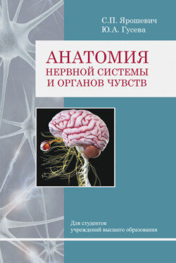 Анатомия нервной системы и органов чувств