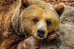 ВИДЕО. Привет, медвед, или Как вести себя при встрече с диким обитателем леса