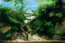 Акваскейпинг: аквариум как произведение искусства