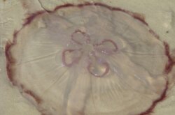 Почему так много медуз в Балтийском море? Эксперт объяснил причины нашествия