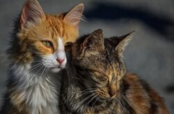 Вот тебе и "Кис-кис!" Стерилизация кошек в стихийных городских колониях