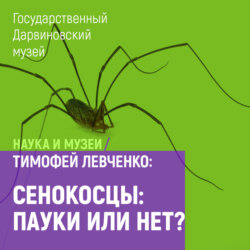 Сенокосцы: пауки или нет?