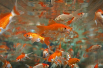 Мастер-класс для аквариумиста: чтобы ваше подводное царство не болело