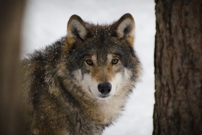 Сколько волка не корми, он - волк: что произошло во французском зоопарке EcoZonia