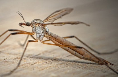 "Самые безобидные существа": правда и домыслы о малярийном комаре и не только