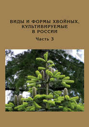 Виды и формы хвойных, культивируемые в России. Часть 3. Abies Mill., Chamaecyparis Spach