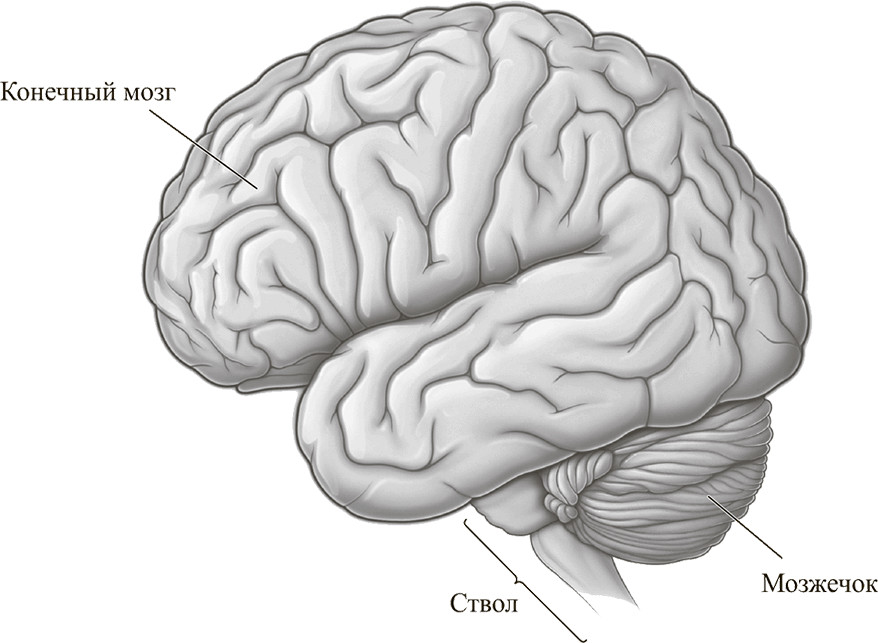 Строение большого мозга. Конечный отдел головного мозга. Отделы головного мозга конечный мозг. Строение головного мозга конечный мозг. Строение ствола головного мозга и мозжечка..