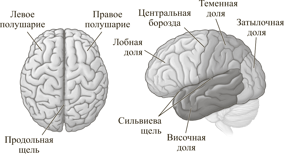 Полушария переднего мозга имеют. Полушария головного мозга конечный мозг. Головной мозг строение конечный мозг. Конечный мозг анатомия строение. Строение левого полушария головного мозга.