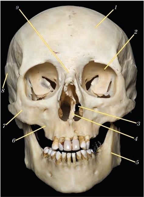 Полости лицевого черепа. Сошник анатомия человека кости черепа.