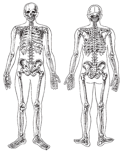 Опорно двигательная скелет. Скелет человека опорно двигательная система. Скелет опорно двигательная система скелет. Строение скелета опорно двигательная система. Опорно двигательная система осевой скелет.