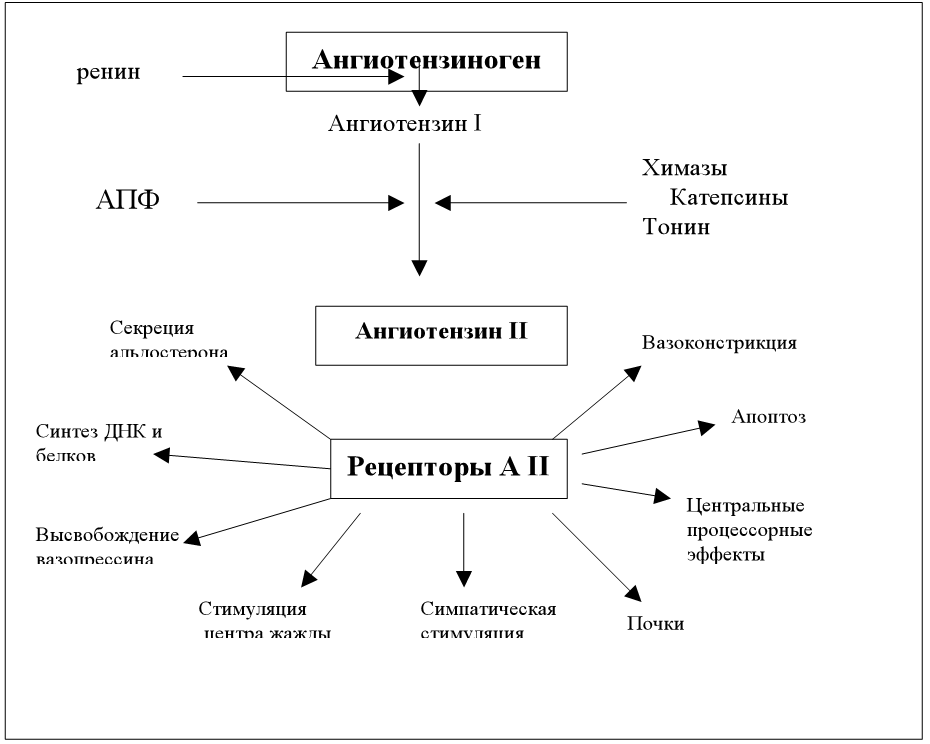 Ангиотензин ii. Ангиотензин 1 в ангиотензин 2. Ангиотензин 1 функции. Ангиотензин 2 схема. Ангиотензин 1 превращается в ангиотензин 2.