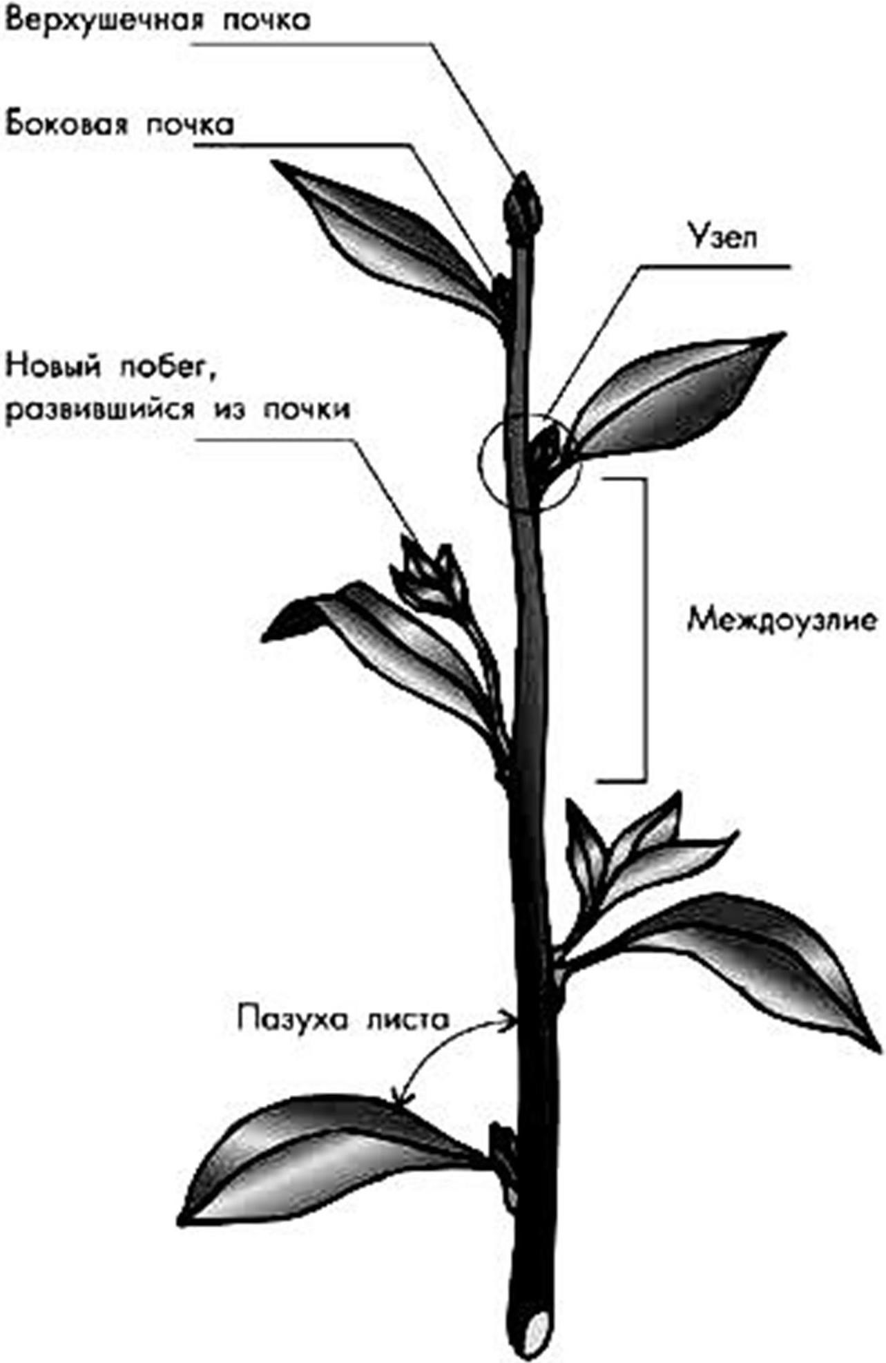 Строение побега рисунок с подписями