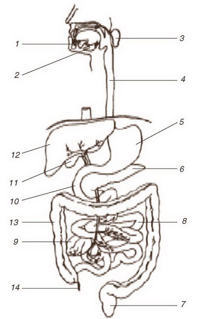 Строение желудочно кишечного тракта человека схема с названиями и фото
