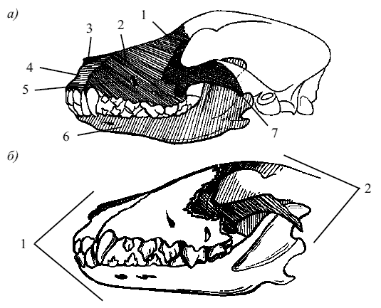Череп собаки Сагиттальный распил. Строение челюсти собаки. Череп собаки анатомия. Строение черепа собаки.
