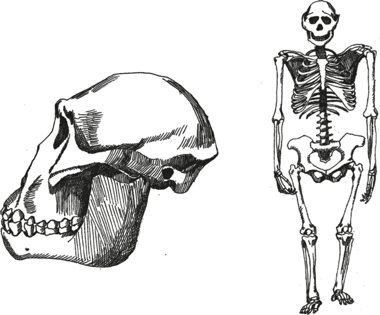 Австралопитек афарский скелет. Австралопитек афарский череп. Грацильный австралопитек скелет. Скелет Люси австралопитек.