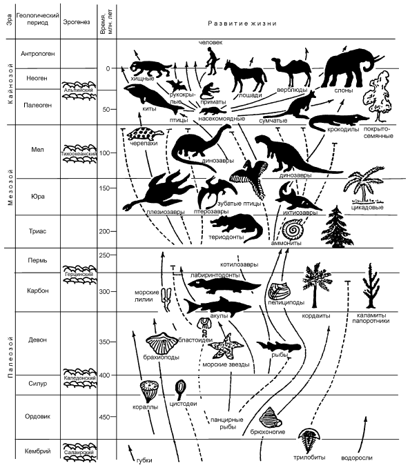 Эры развития человека. Геологическая Эволюция схема. Схема развития жизни на земле. Схема эволюции жизни на земле. Геохронологическая шкала животные.