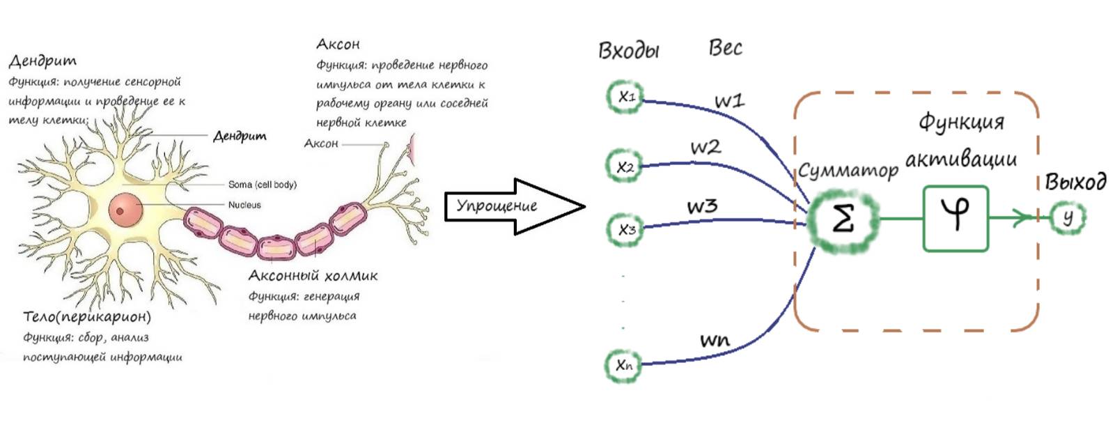 Схема искусственного нейрона