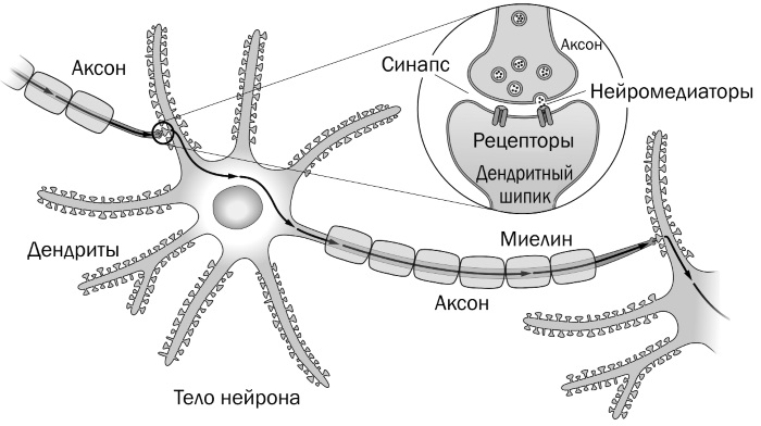 Синапс и аксон. Нейрон Аксон дендрит синапс. Строение нейрона шипики. Синапс рецепторы Аксон дендрит. Дендрит Аксон Нейрон синапс Рецептор.