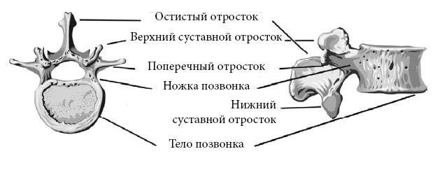 Остистый позвонок