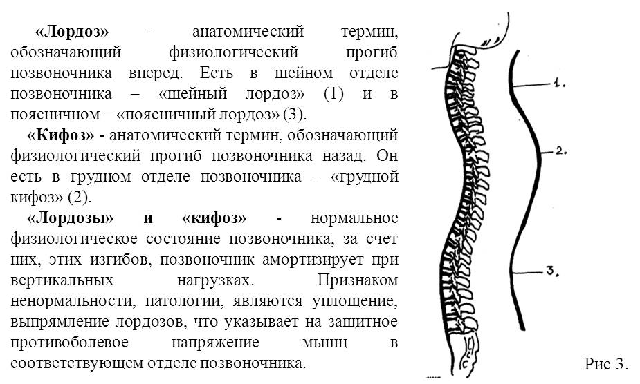 Лордоз отделы позвоночника