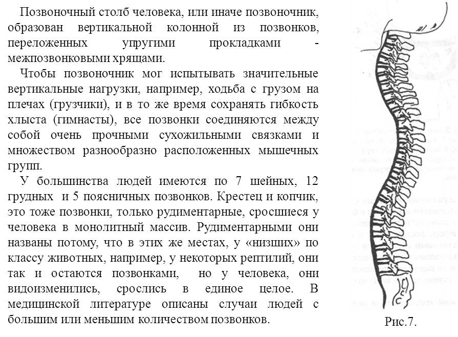 Функции позвоночника