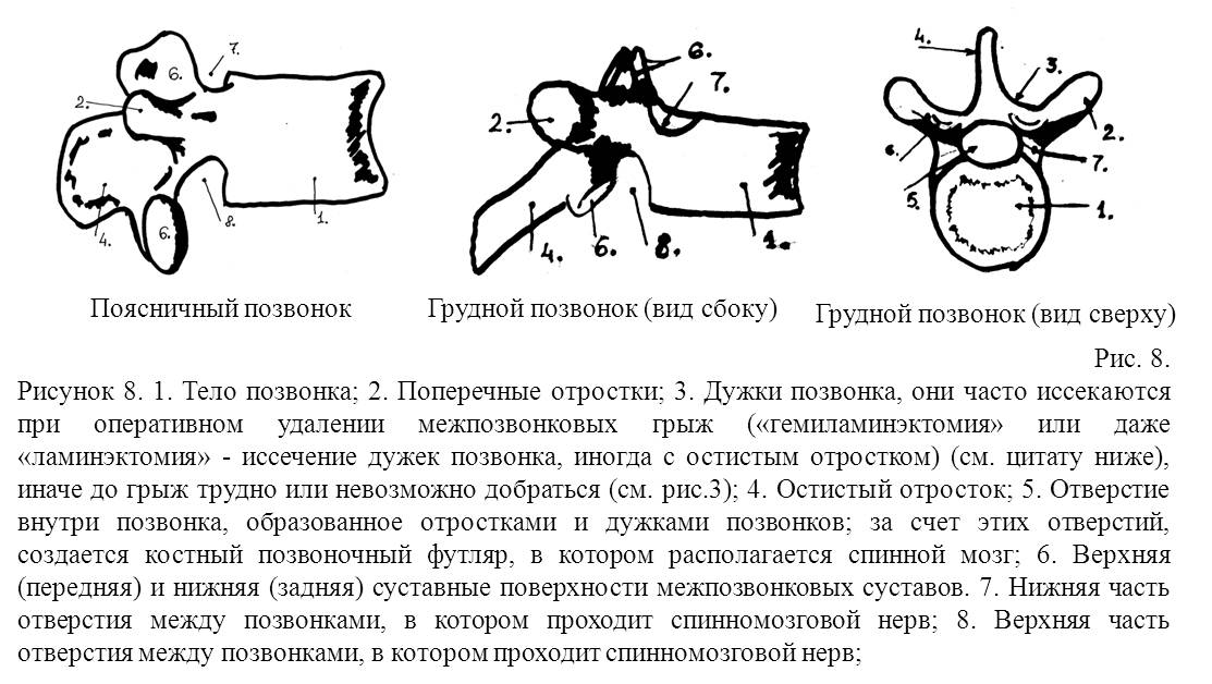 Анатомия поясничного позвонка. Поясничный позвонок вид сбоку и сверху. Поясничный позвонок вид сверху и вид сбоку. 3 Поясничный позвонок вид сбоку. Грудной позвонок вид сверху и сбоку.