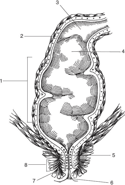 Внутренний сфинктер прямой. Строение сфинктера прямой кишки. Сфинктеры прямой кишки анатомия. Строение кишечника и прямой кишки. Анатомия прямой кишки и заднего прохода у женщин.