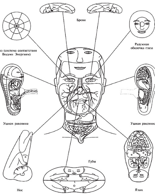 Проекция органов. Су Джок точки на голове. Системы соответствия на лице Су Джок. Су Джок точки на лице. Точки Су Джок на ушной раковине.