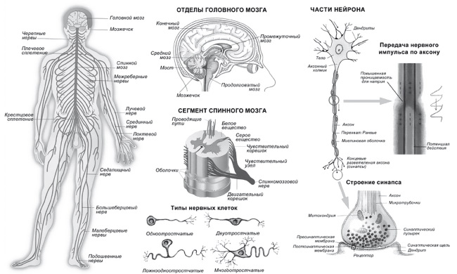 Нс элементы. Нервная система схема. Строение нервной системы человека. Схема. Нервная система человека. Основные принципы. Схема нервной системы человека рисунок.