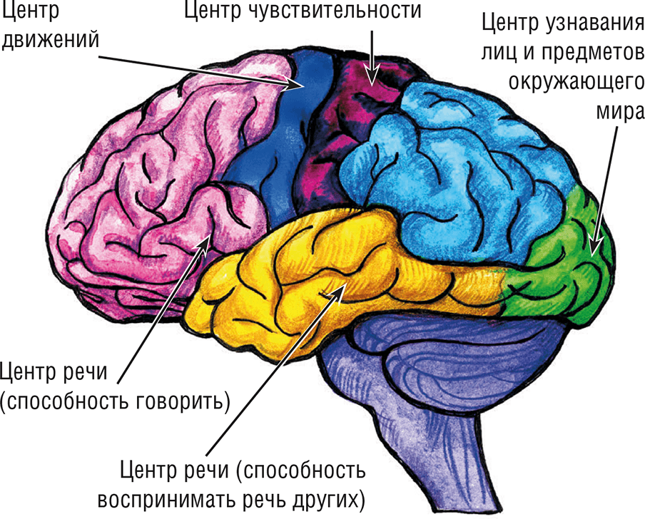 Основные зоны коры мозга. Строение коры головного мозга человека. Строение головного мозга доли коры.
