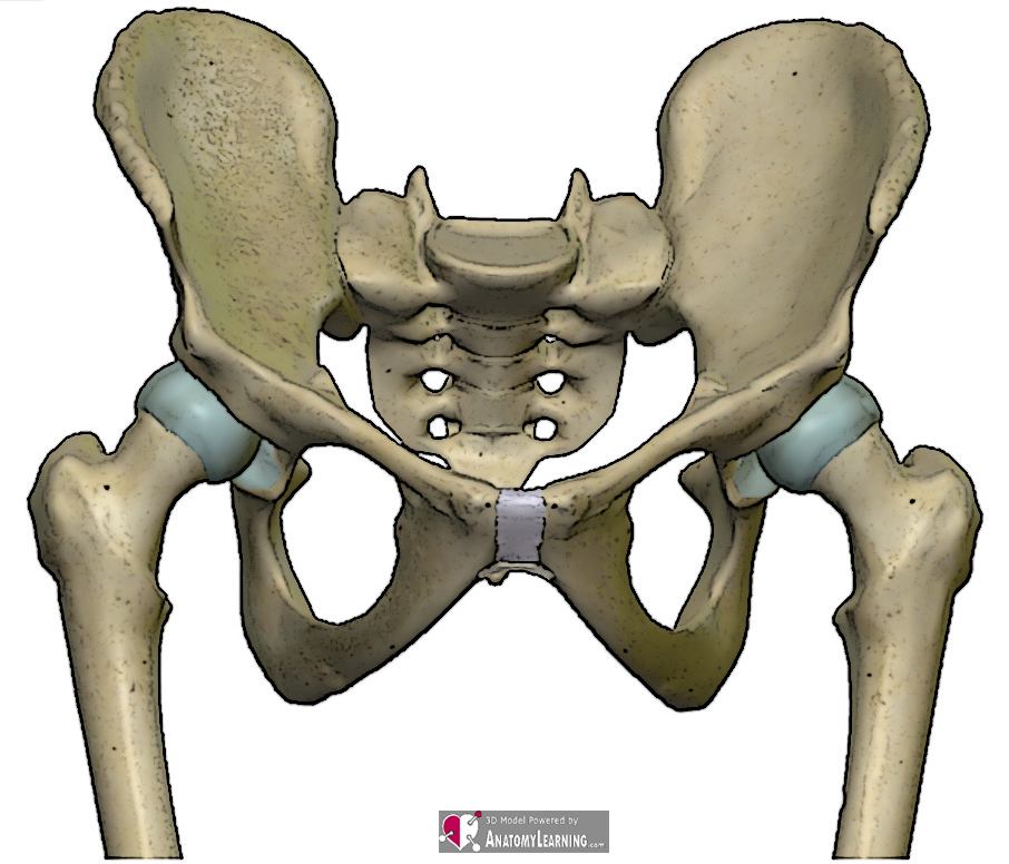 Подвздошной кости 2. Тазовая кость кости. Тазовые кости анатомия. Подвздошная кость анатомия кт. Крестец подвздошная кость анатомия.