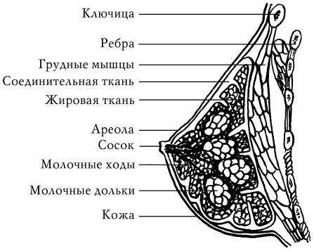 Рисунок молочных желез