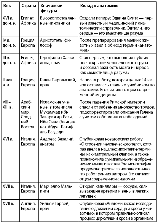 Взламывая анатомия. История развития анатомии таблица.