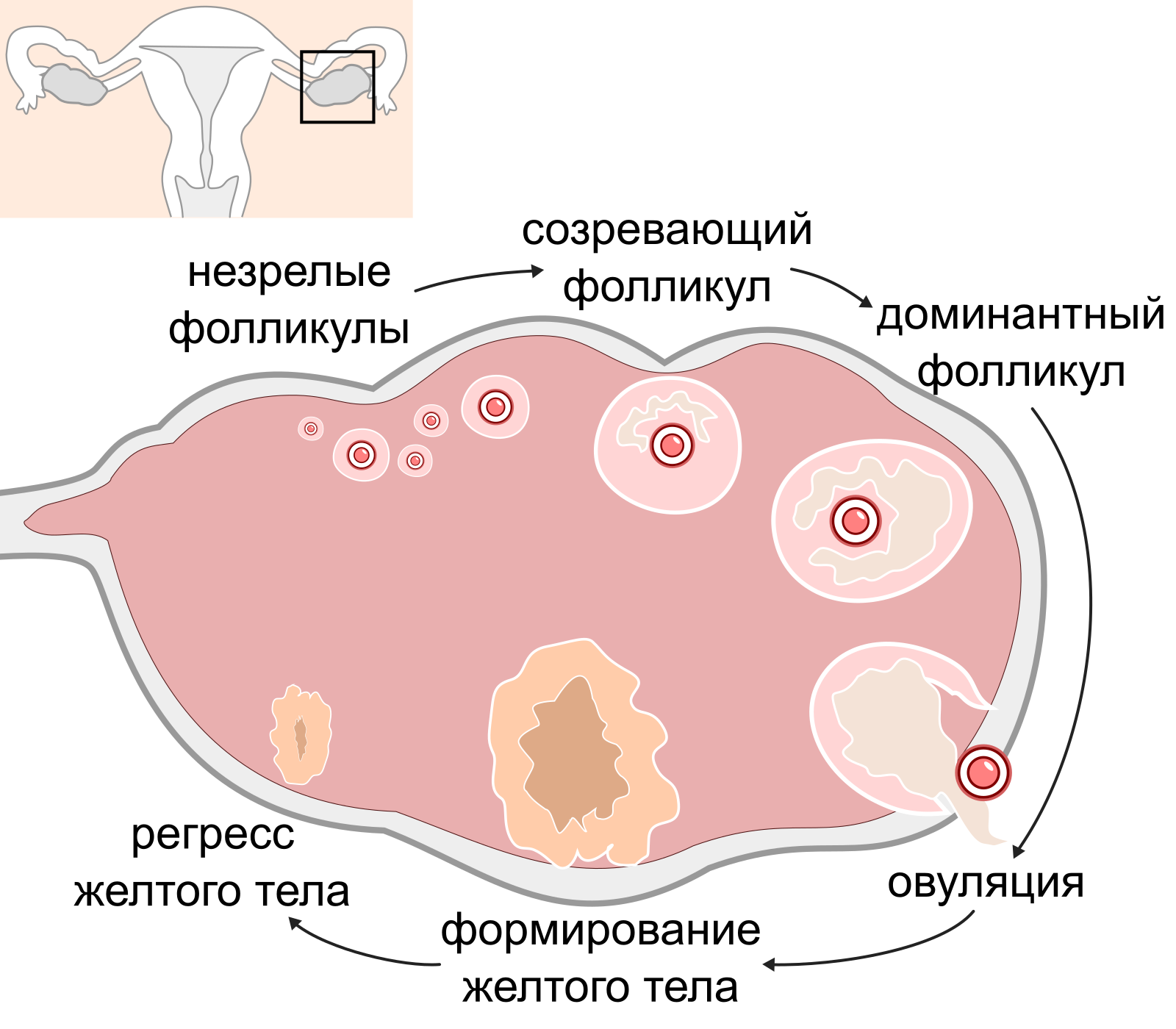 Нарушение гормонального цикла. Фаза созревания желтого тела. Желтое тело прогестерон. Стадии формирования желтого тела. Гормон желтого тела яичника.