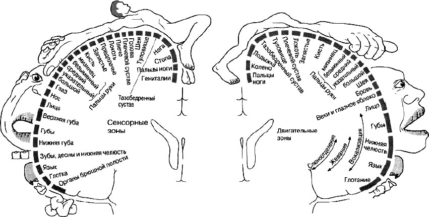Схема тела нейропсихология