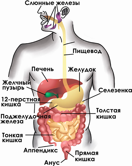 Где находится желудок у человека